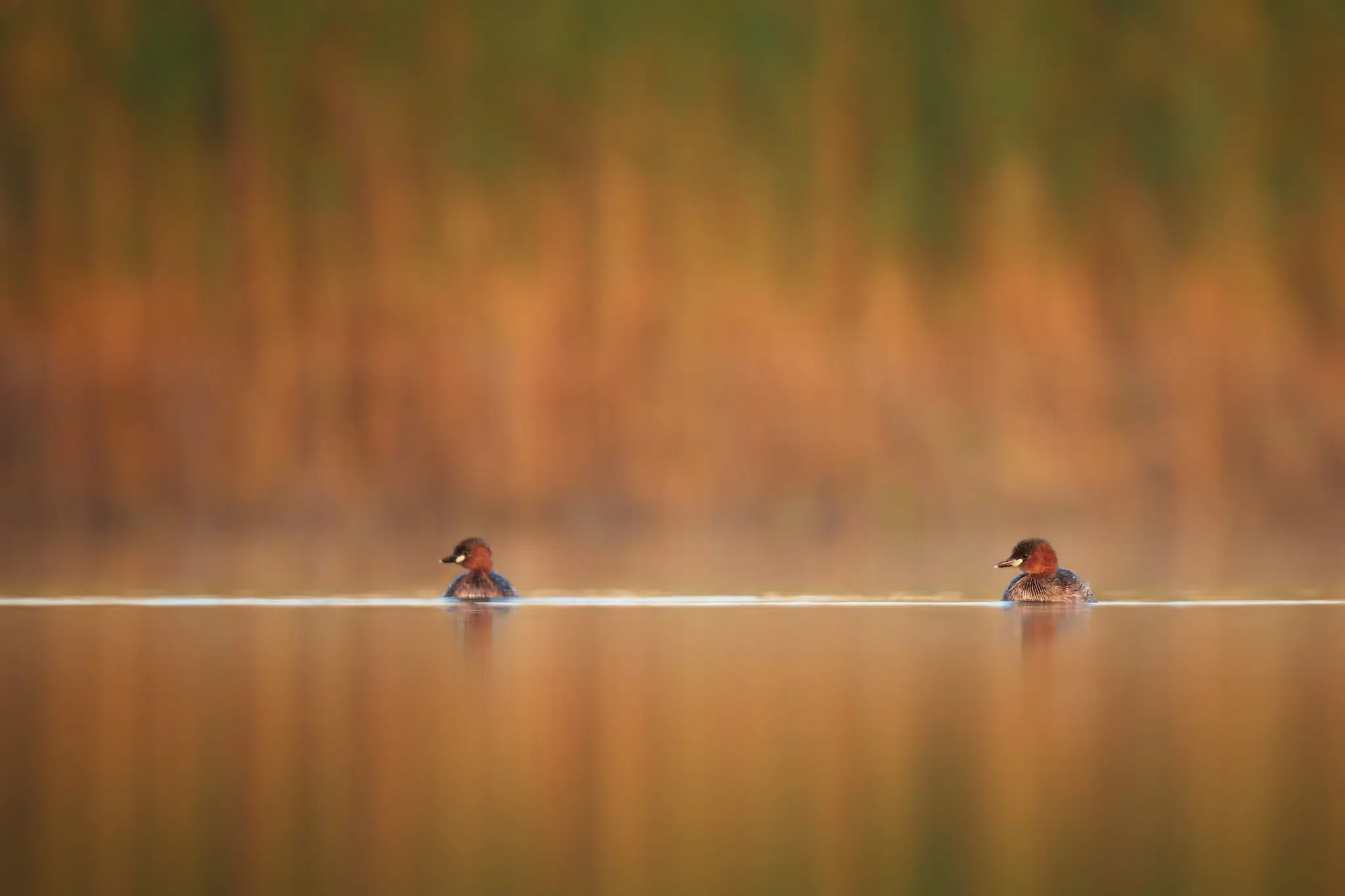 Featured image for “Little Grebes”