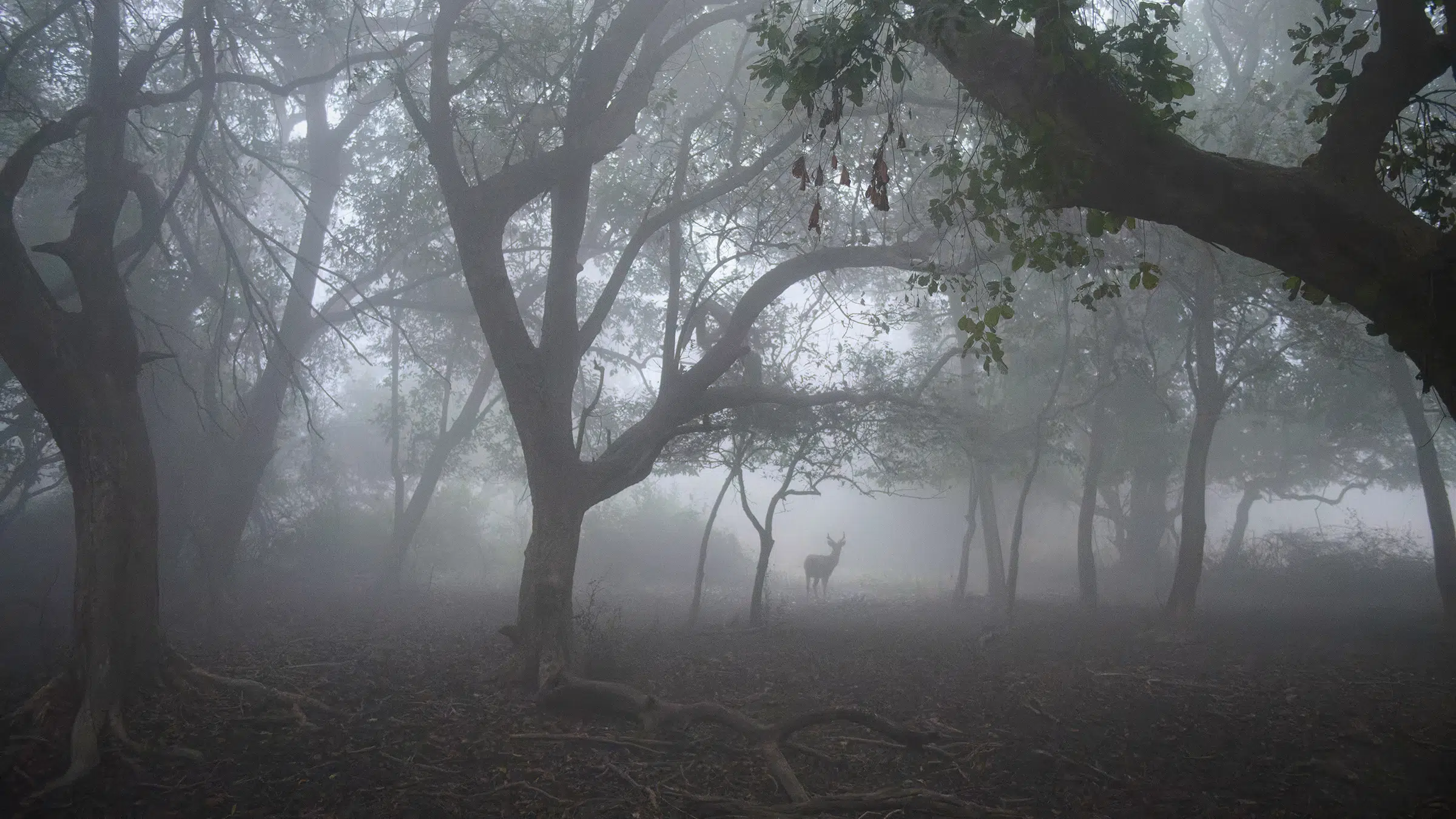 Featured image for “Magical Bharatpur – A Wider Perspective”