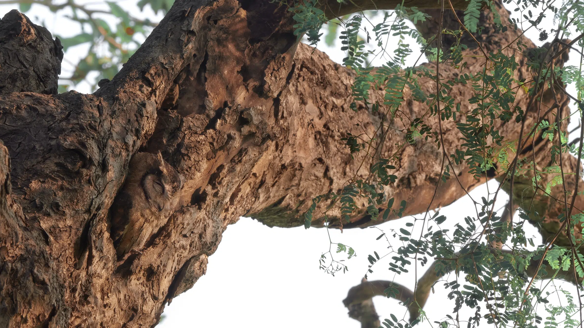 Featured image for “‘The Trees Have Eyes’ – Indian Scops Owl”