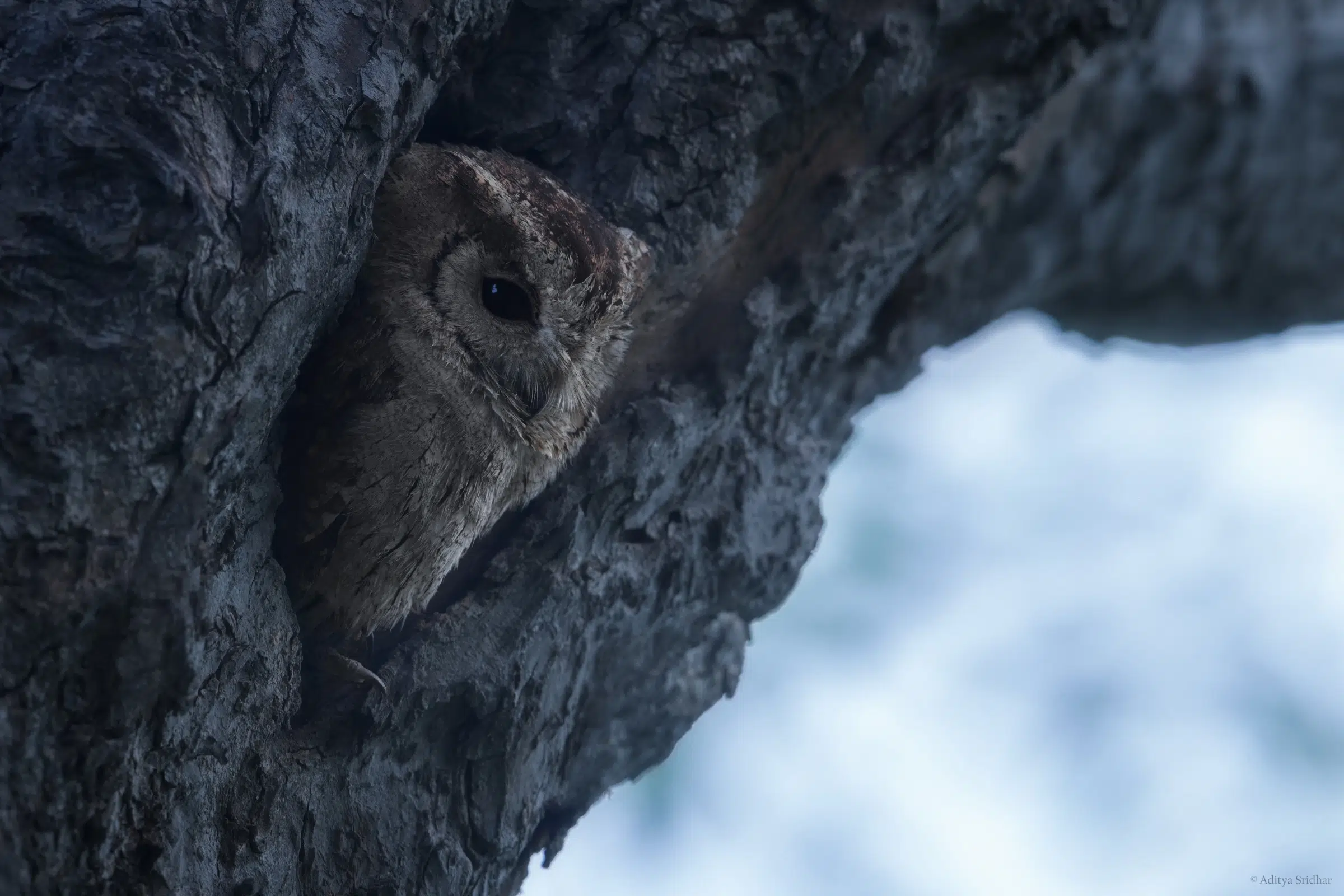 Featured image for “‘Between Dusk and Dawn’ – Indian Scops Owl”