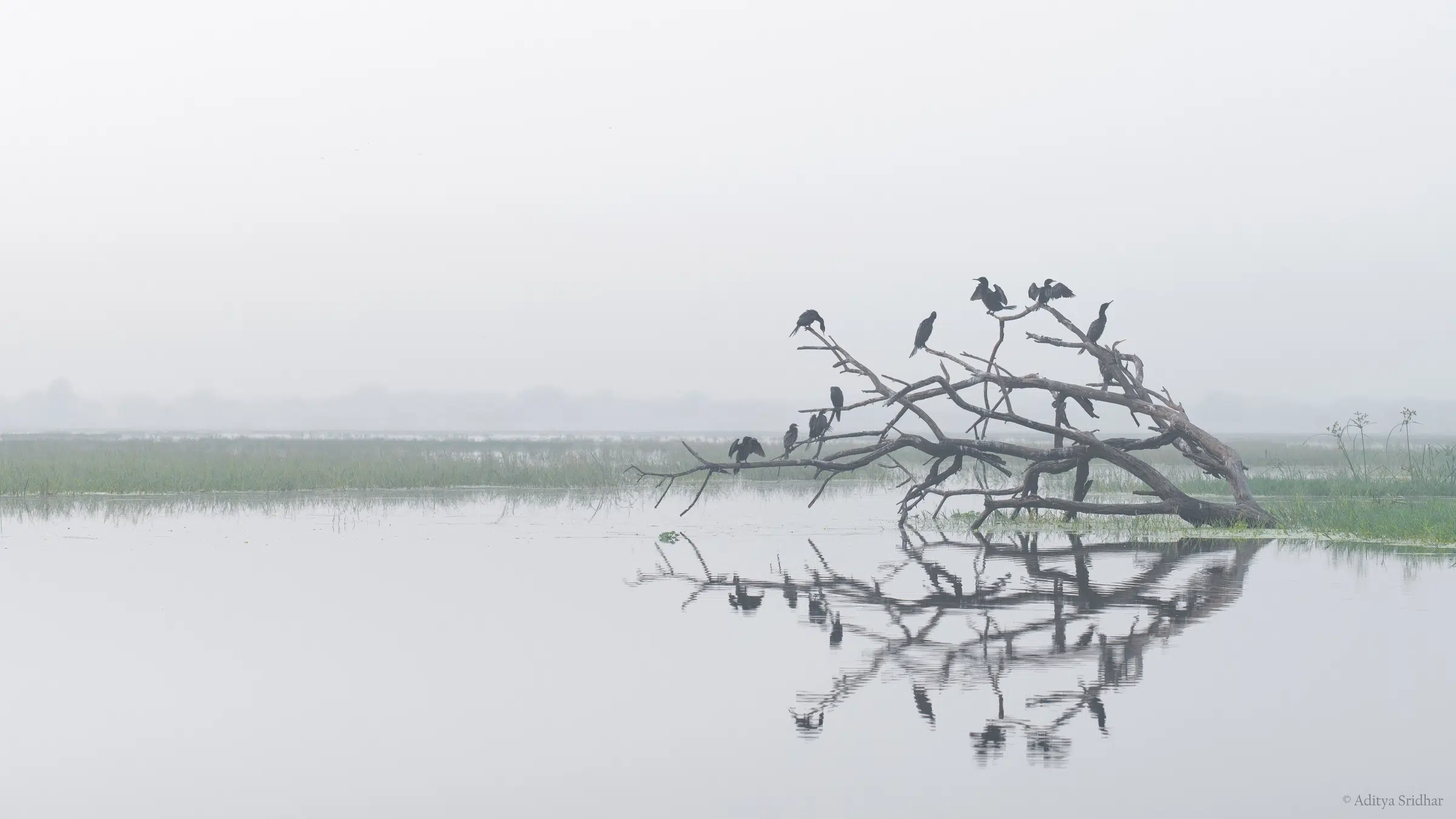 Featured image for “‘Fog Upon The Fen’ – Little Cormorants”