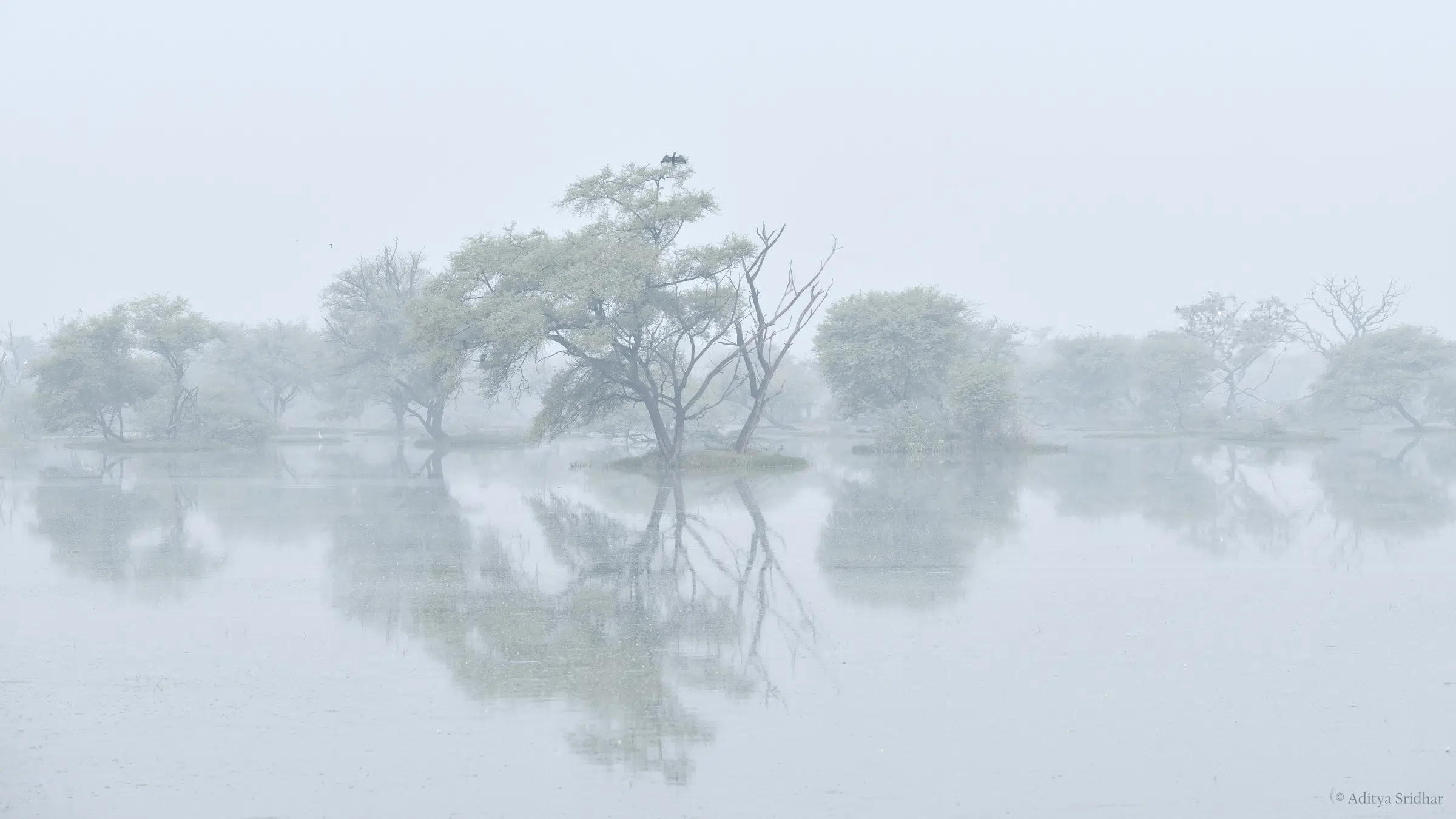 Featured image for “‘A Mist Opportunity’ – Oriental Darter”