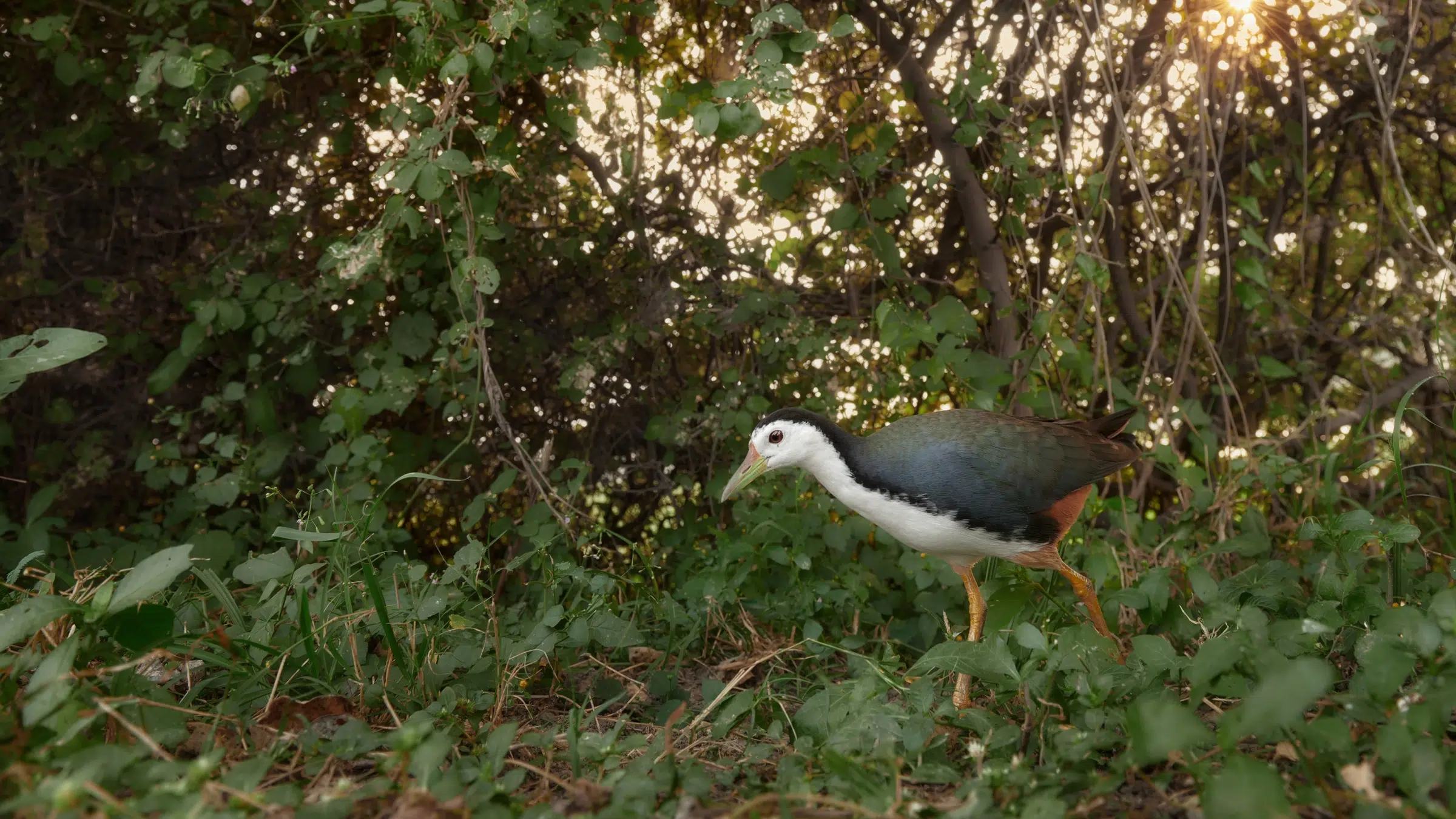 Featured image for “‘Friend or Foe’ – White-breasted Waterhen”