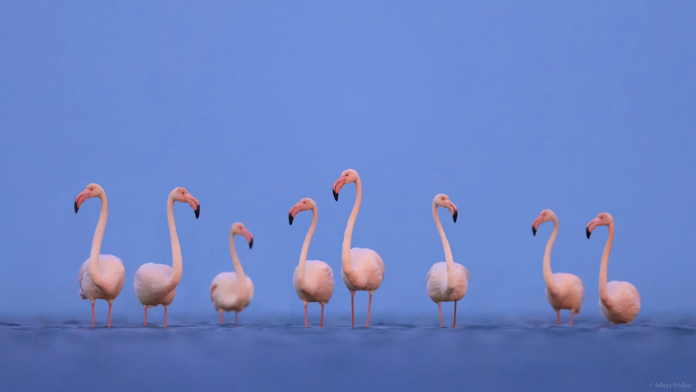 Featured image for “Greater Flamingos – Post-Processing Walkthrough”