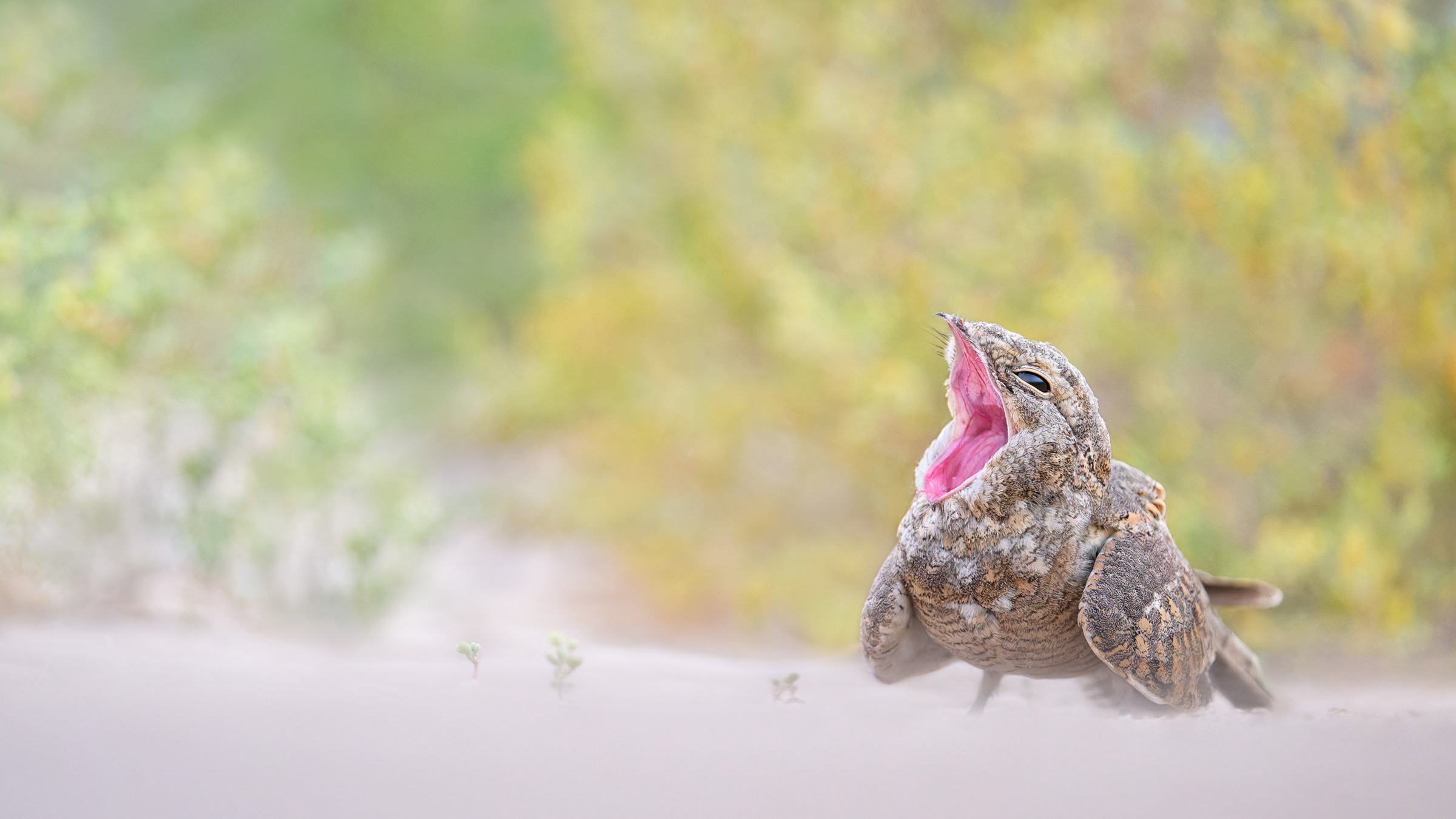 The Crepuscule - An Ever-Evolving Tale of the Egyptian Nightjar - The ...