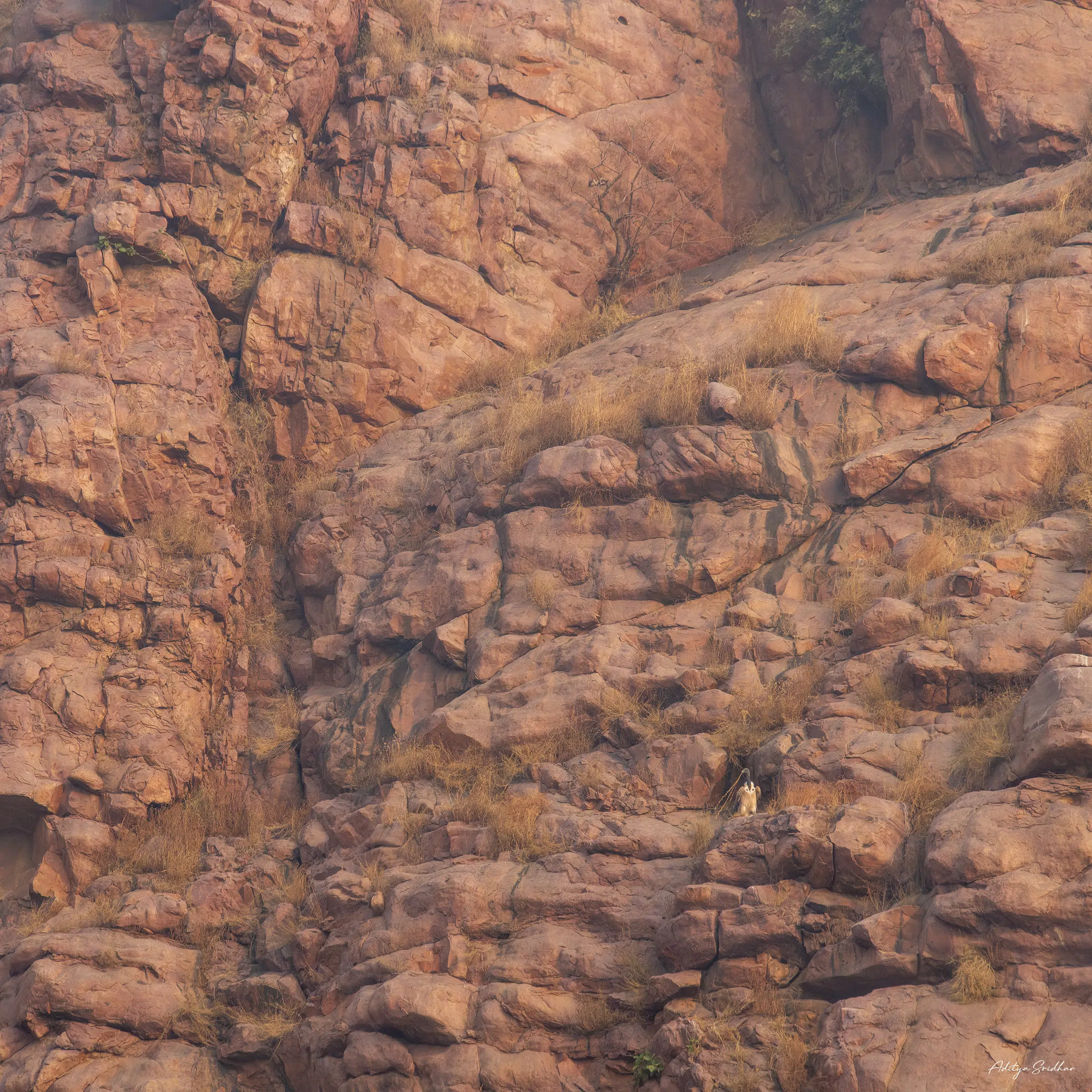 Featured image for “Image Break-down: Critically-endangered Indian Vultures on the cliffs of Bayana”