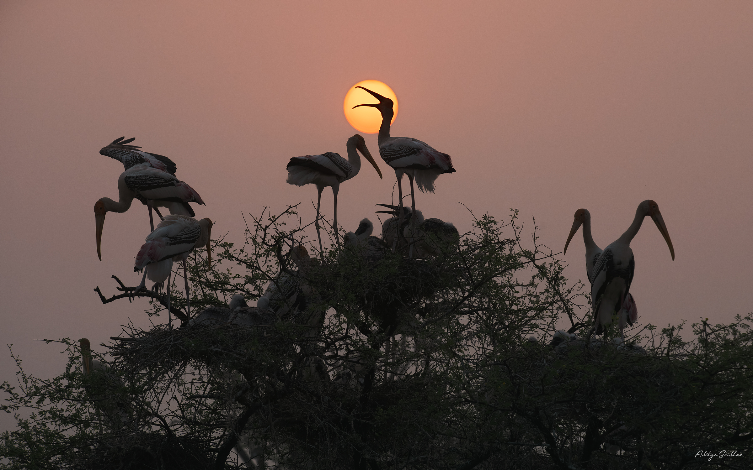 Featured image for “Image Break-down: Painted Storks Silhouette”